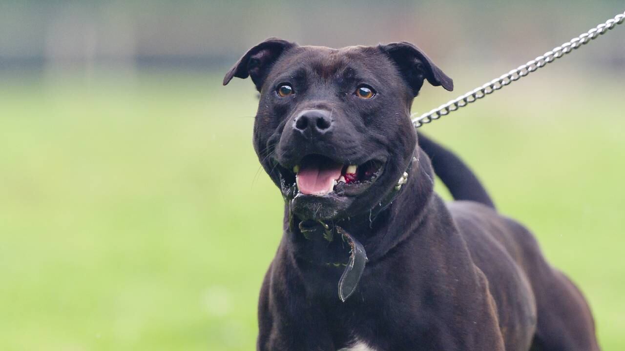 Algunos internautas cuestionaron que se usaran animales por "venganza".