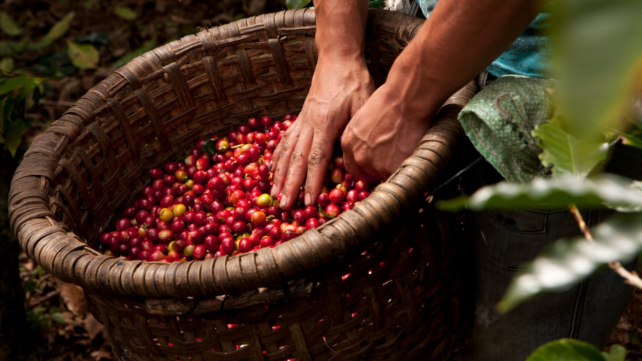 Producción de café