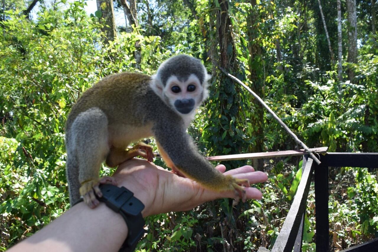La isla de los Micos es uno de los destinos de la Amazonía donde pueden encontrarse a estos animales en su hábitat natural.