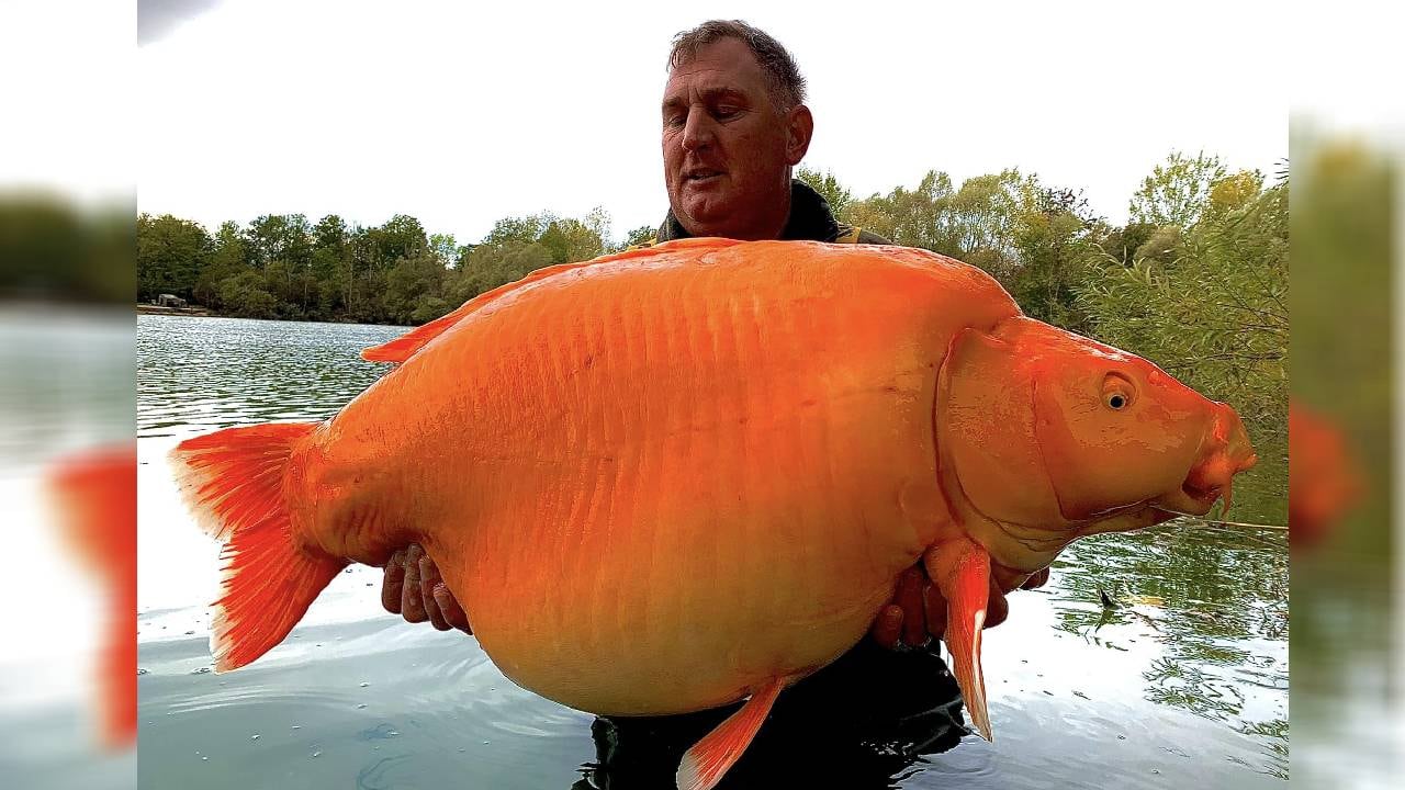 Un pescador británico encontró un pez de 60 libras en Francia.