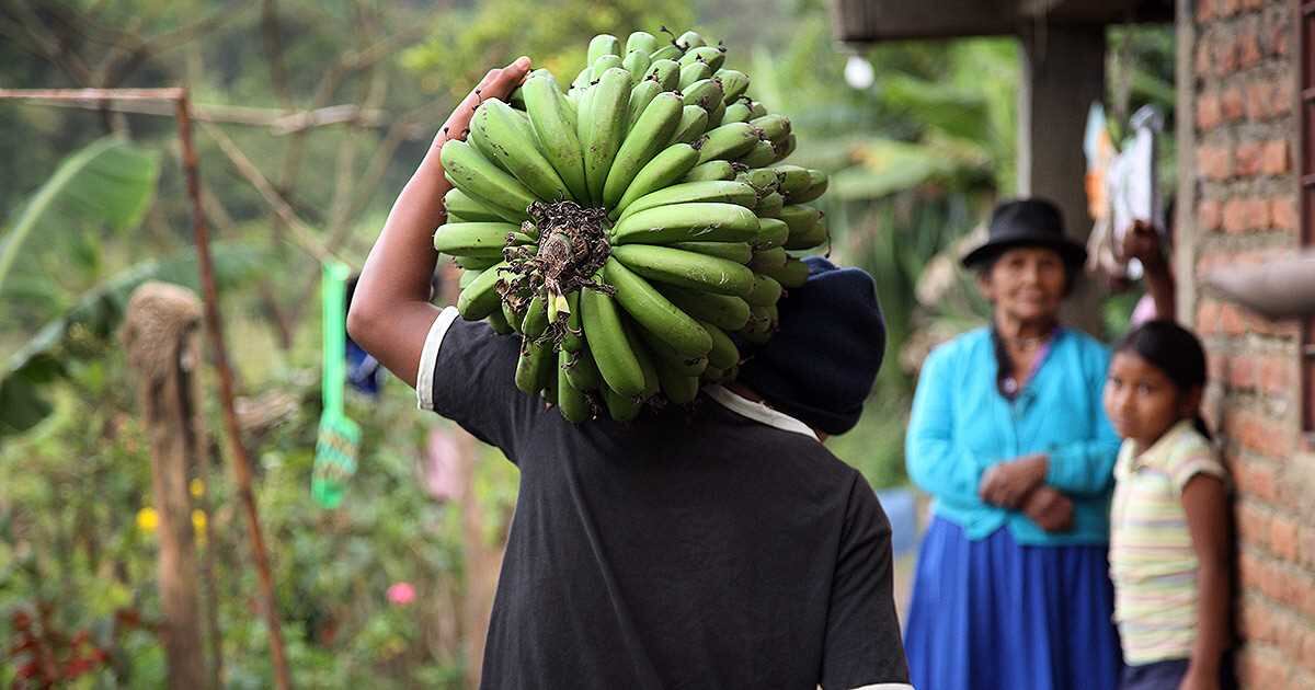 Campesinos platano