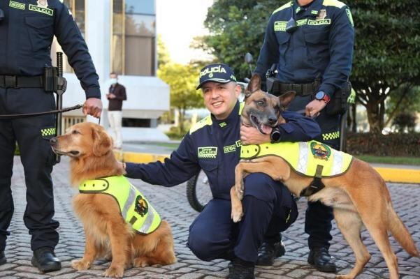 Ley Lorenzo: el nuevo paradigma para la jubilación y adopción de perros de servicio en Colombia