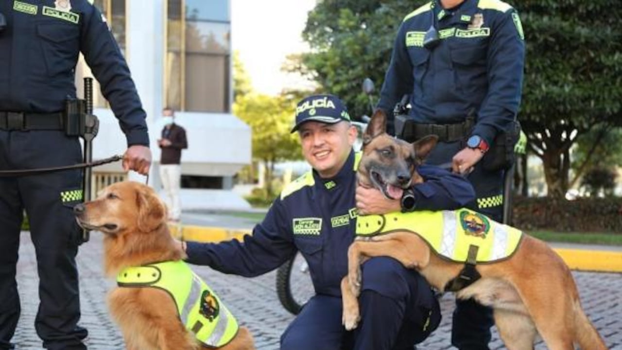 Ley Lorenzo: el nuevo paradigma para la jubilación y adopción de perros de servicio en Colombia.