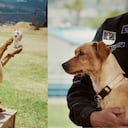 La historia de Milagros, perrita que fue encontrada en un basurero y hoy hace parte de la policía.