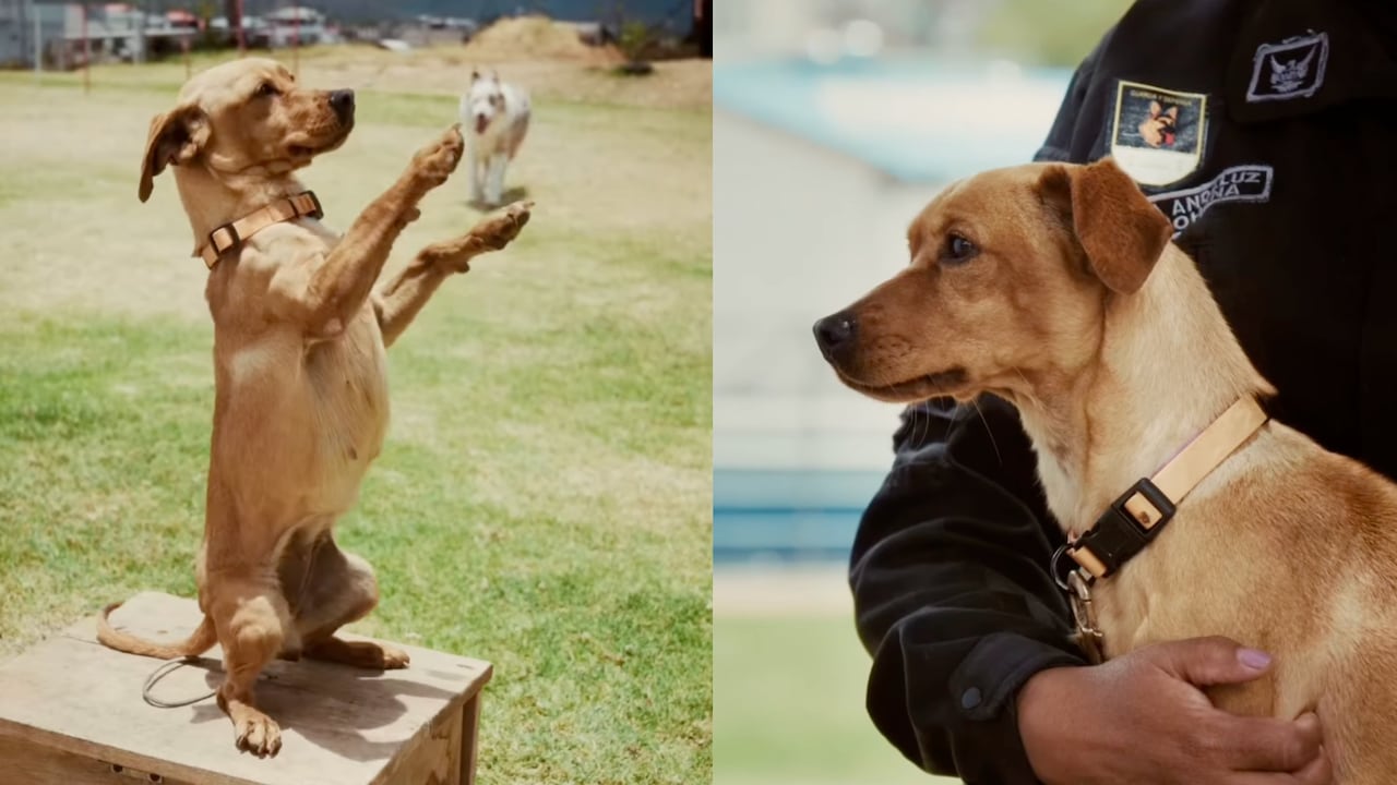 La historia de Milagros, perrita que fue encontrada en un basurero y hoy hace parte de la policía.