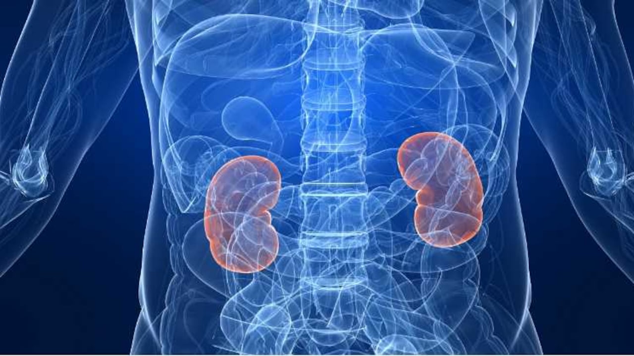 El cáncer de riñón aumentará en un 22 por ciento para 2020