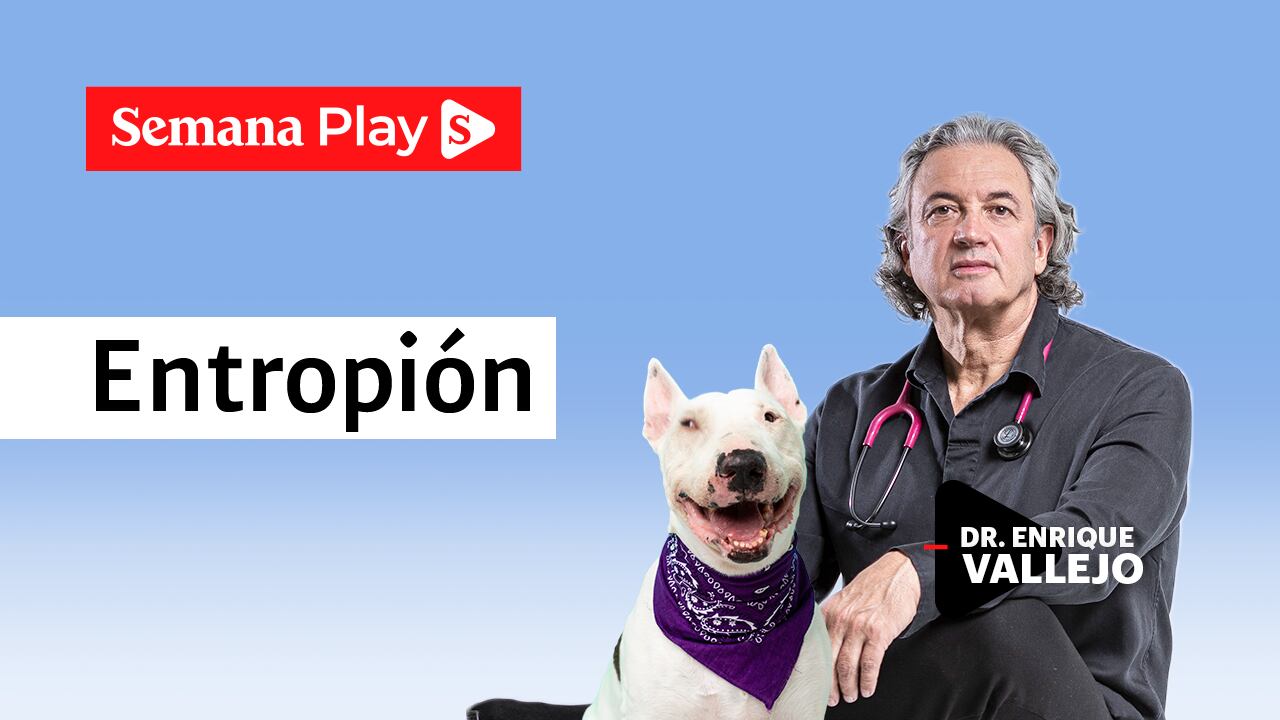 Entropión | Enrique Vallejo en Salud Animal