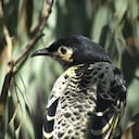 Esta ave endémica de Australia ha perdido su habilidad para cantar debido a la pérdida de población.