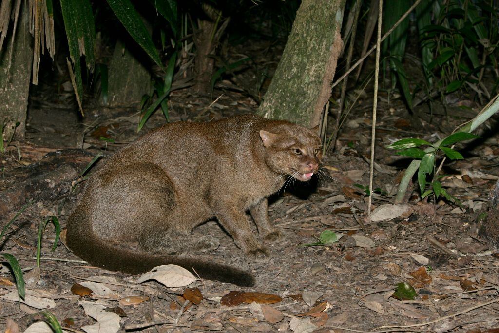 Una de las hipótesis apunta a que la pérdida de bosques en México estaría empujando a estos animales hacia el norte.