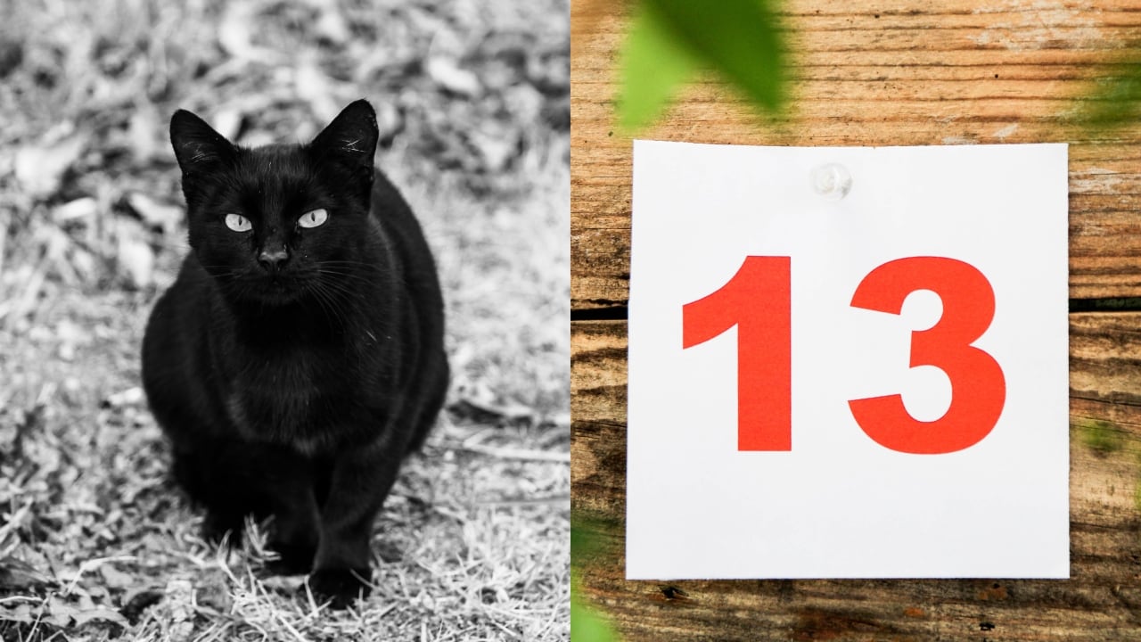 El gato negro se asocia con la mala suerte, al igual que el martes 13.