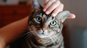 Mutaciones asociadas a cáncer de mama en humanos fueron halladas en muestras felinas.