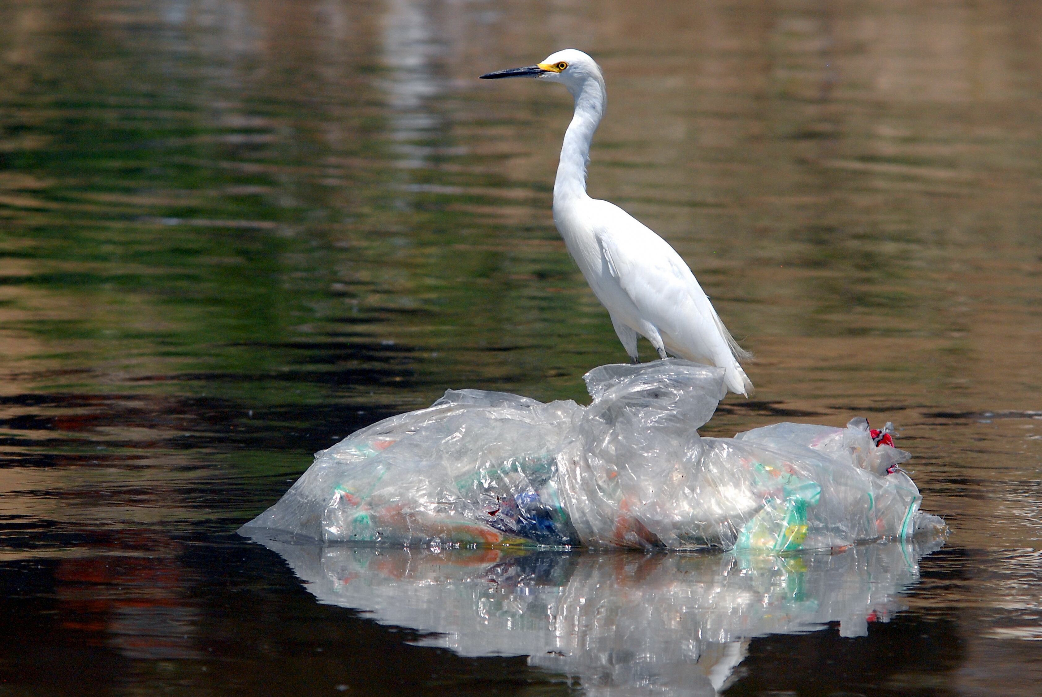Del 29 de septiembre al 5 de octubre de 2025, Cali será el epicentro mundial de la conservación, la innovación y la acción ambiental con la primera Semana de la Biodiversidad, un evento que proyecta a América Latina y el Caribe como protagonistas en la defensa del planeta. Foto Jorge Orozco