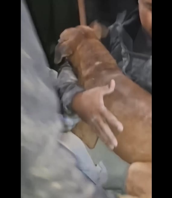 Perrito fue rescatado en Venezuela.