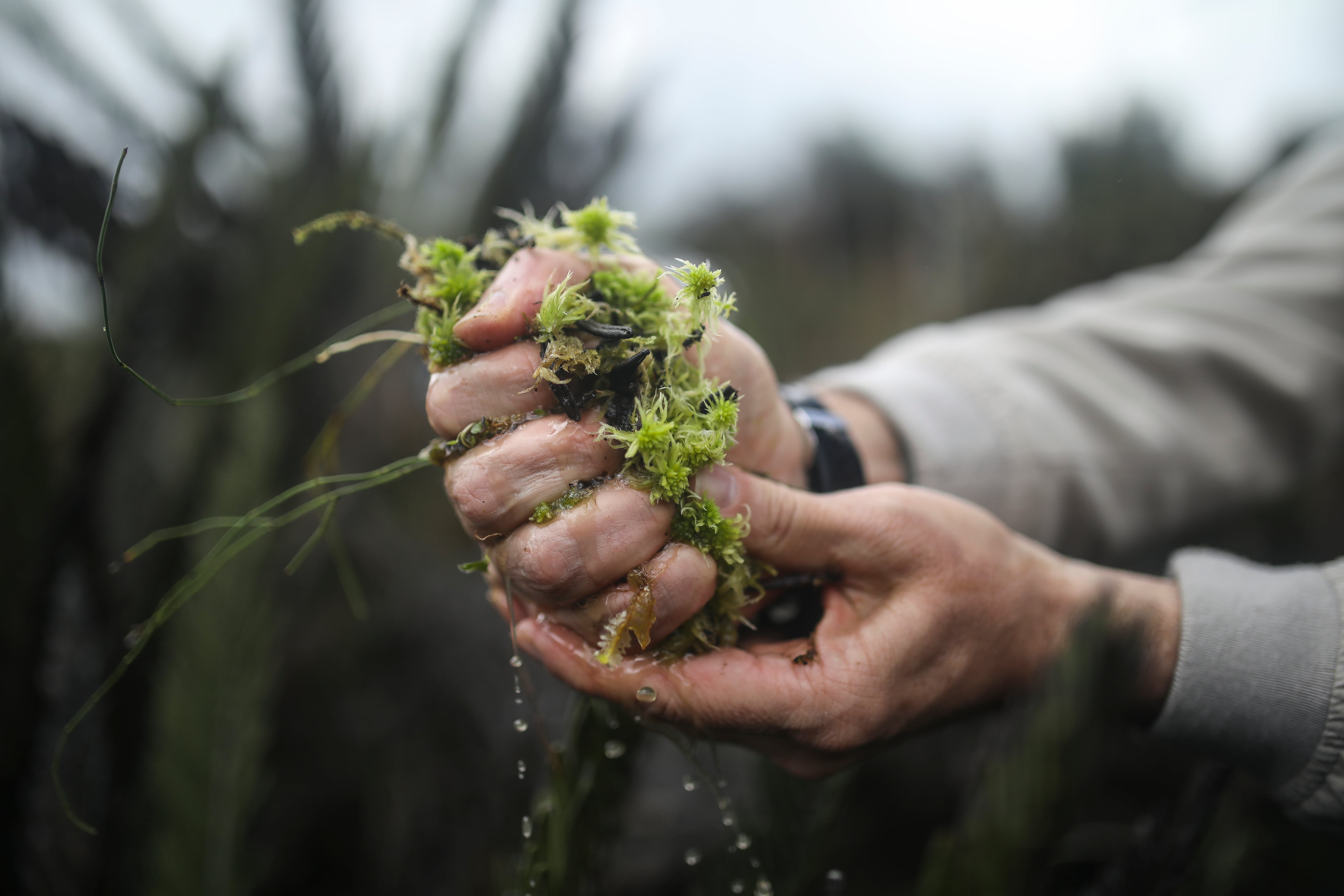 Mauricio Diazgranados, director científico y decano de Ciencias de la Conservación del NYBG.