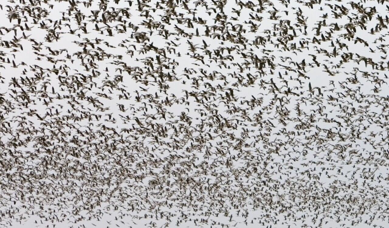 Casi 1000 aves murieron en la ciudad de Chicago (imagen de referencia)