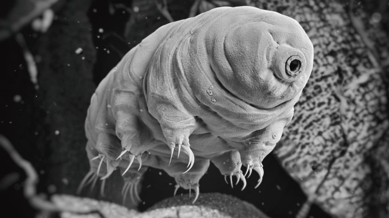 Los tardígrados demostraron una resistencia extrema capaz de soportar temperaturas desde el cero absoluto hasta 150 °C en condiciones de laboratorio.