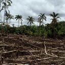 La devastación de la selva amazónica para plantar cultivos anuales.