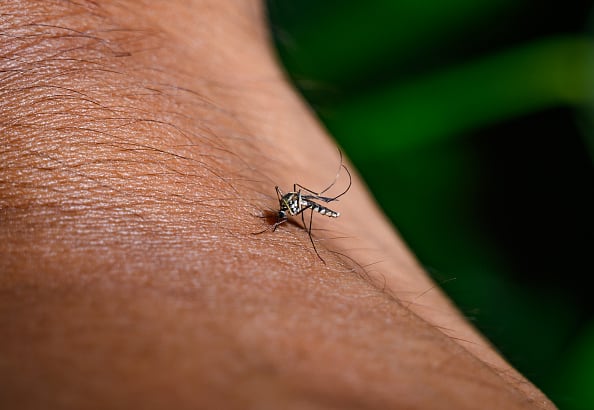 dengue