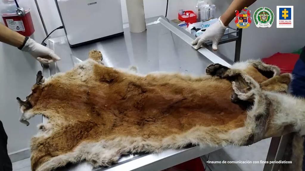 Asesinos de un puma en Valle del Cauca fueron judicializados por la Fiscalía. Tenían la piel del animal en “proceso de secado”
