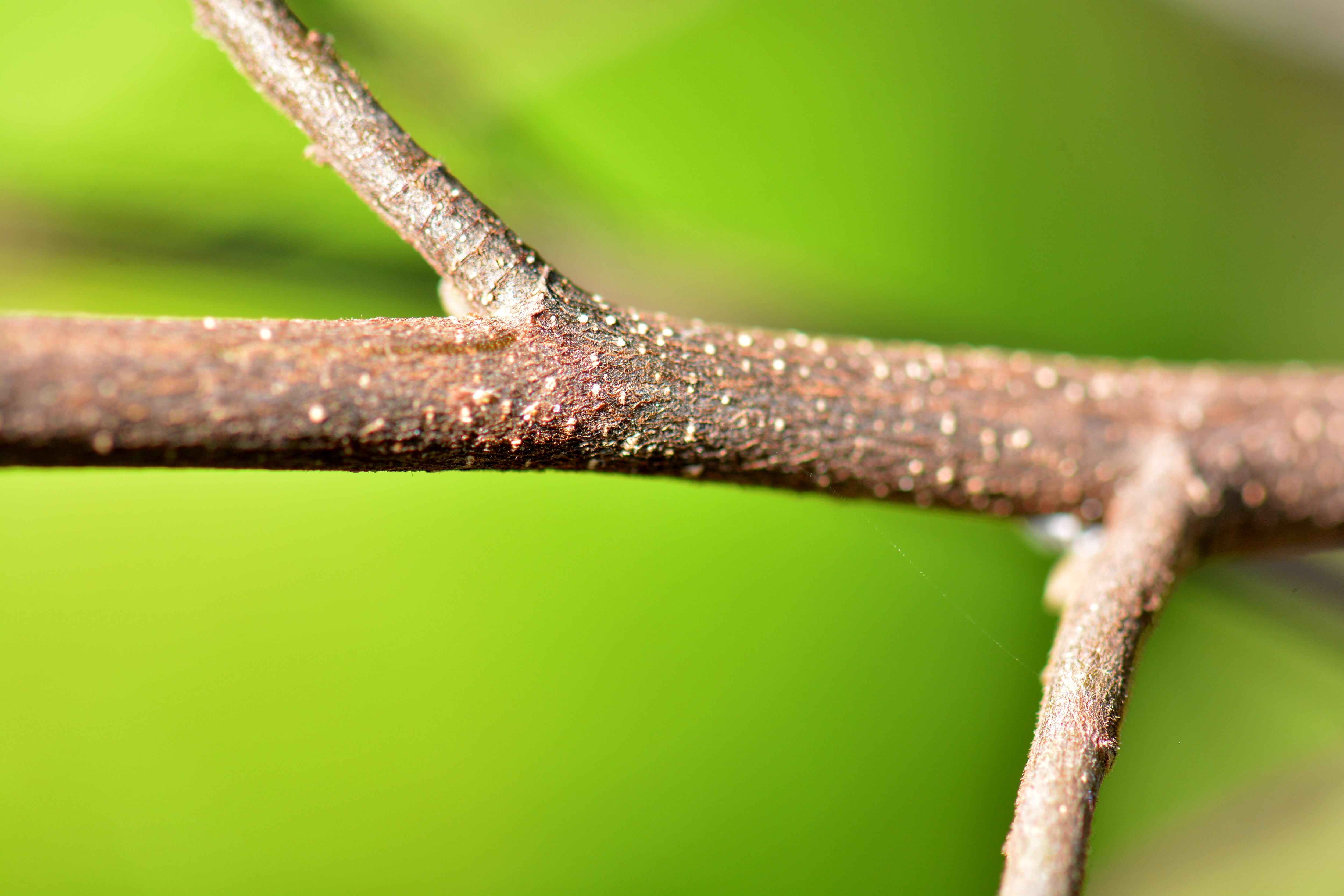 El único árbol maduro de la especie nativa burilico que existe en nuestra ciudad, fue sembrado por Carlos Arturo Valencia, técnicos del Vivero Distrital, dependencia del DAGMA. Y es, quien se ha dedicado a cuidarlo como un niño consentido, desde hace 19 años, observando su desarrollo y floración y extrayendo con dedicación las semillas que luego germinan para evitar su extinción definitiva. 3 de septiembre de 2024. Foto Jorge Orozco / El País.