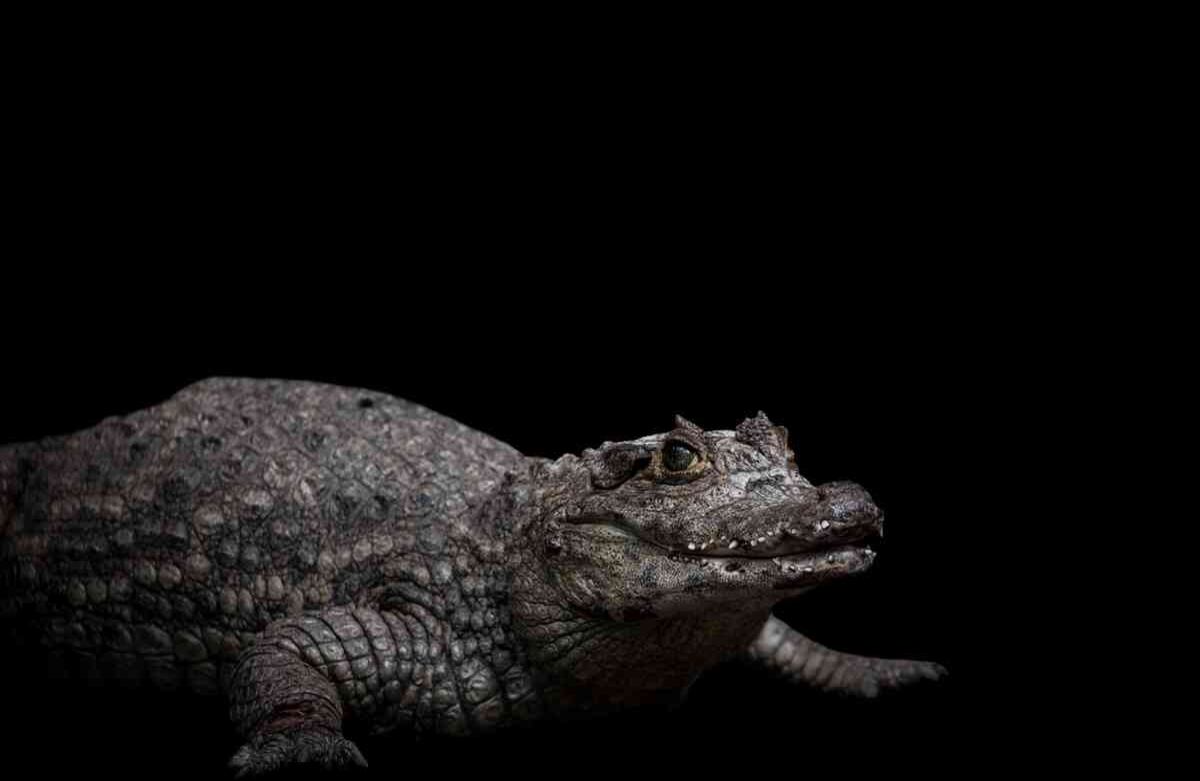 Una Babilla (caiman crocodilus) rescatado de trafico ilegal, vive en la Fundación Santa Cruz en San Antonio, Cundinamarca, Colombia, el 2 de agosto de, 2019. Foto: Juancho Torres