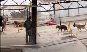 El Ejército negó la existencia de la practica denunciada, y afirmó que se trata de un procedimiento de entrenamiento 'conductual'.