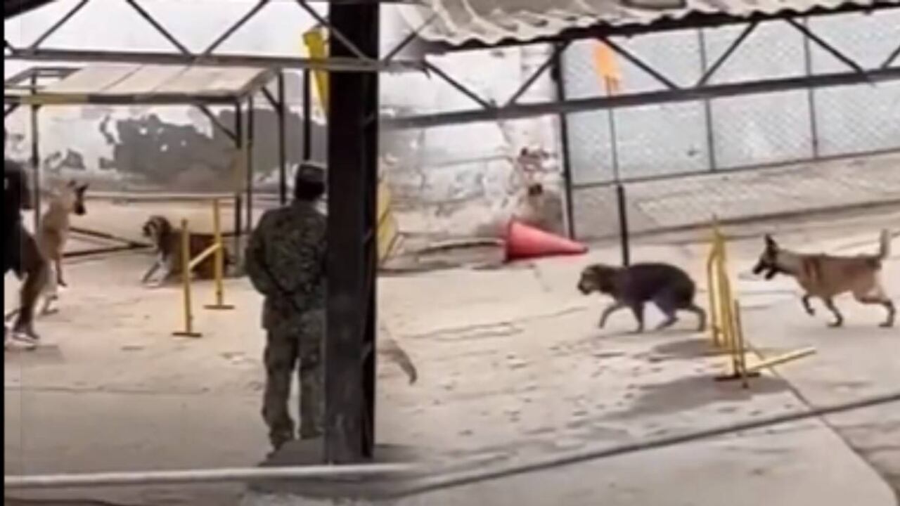 El Ejército negó la existencia de la práctica denunciada, y afirmó que se trata de un procedimiento de entrenamiento conductual.