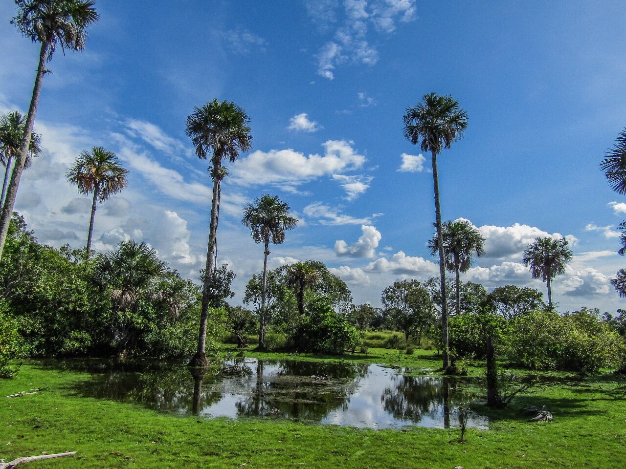 Terrasos cuenta con doce Bancos de Hábitat en el país con 5.950 hectáreas disponibles para la compensación ambiental.
