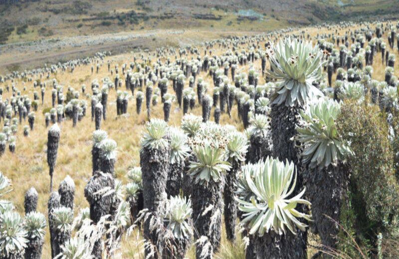 El páramo de Ocetá es considerado el más bello del mundo por organizaciones ecologistas y expertos. 