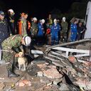 Úrsula, la perra labradora que ayudó con el rescate de las víctimas en matrimonio que terminó en tragedia.