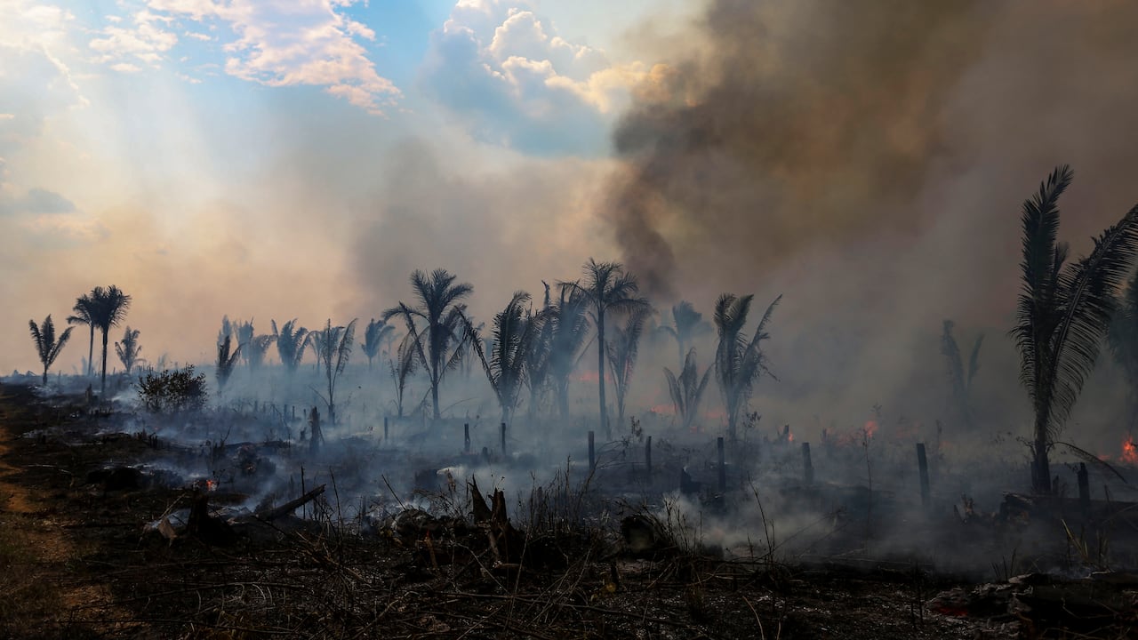 Uno de los objetivos de la COP16 es discutir estrategias contra la deforestación, el crimen organizado, así como el desarrollo sustentable de la Amazonía, que alberga alrededor del 10% de la biodiversidad del planeta.