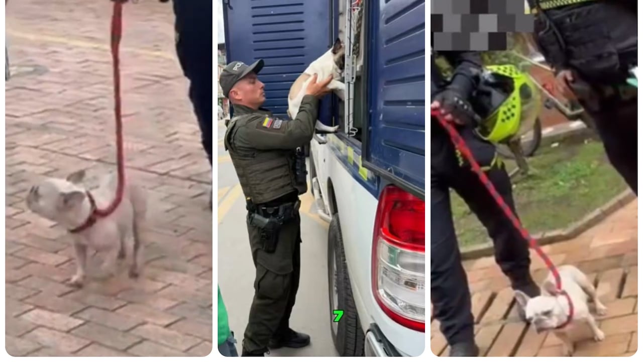 IDPYBA y Carabineros intervienen criadero clandestino de caninos en Florida Blanca.