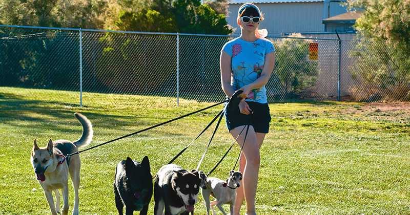 Paseadores de perros deben cumplir con regulación ahora.