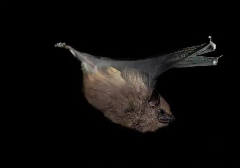 Saccopteryx antioquensis