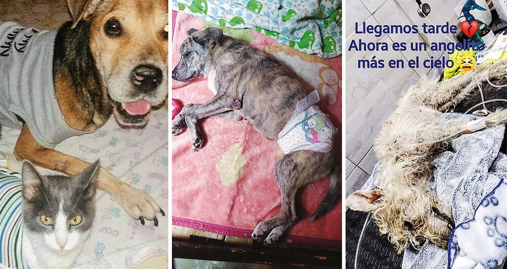 Aberración animal_3