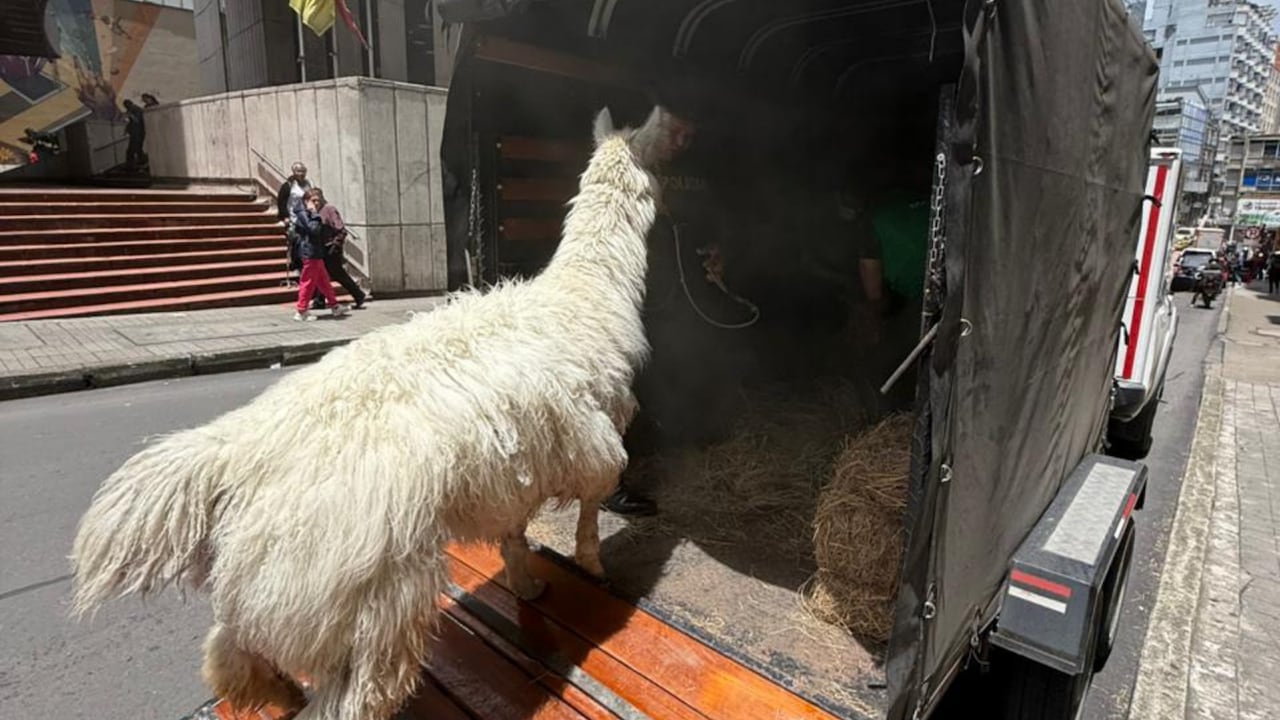 Llama
