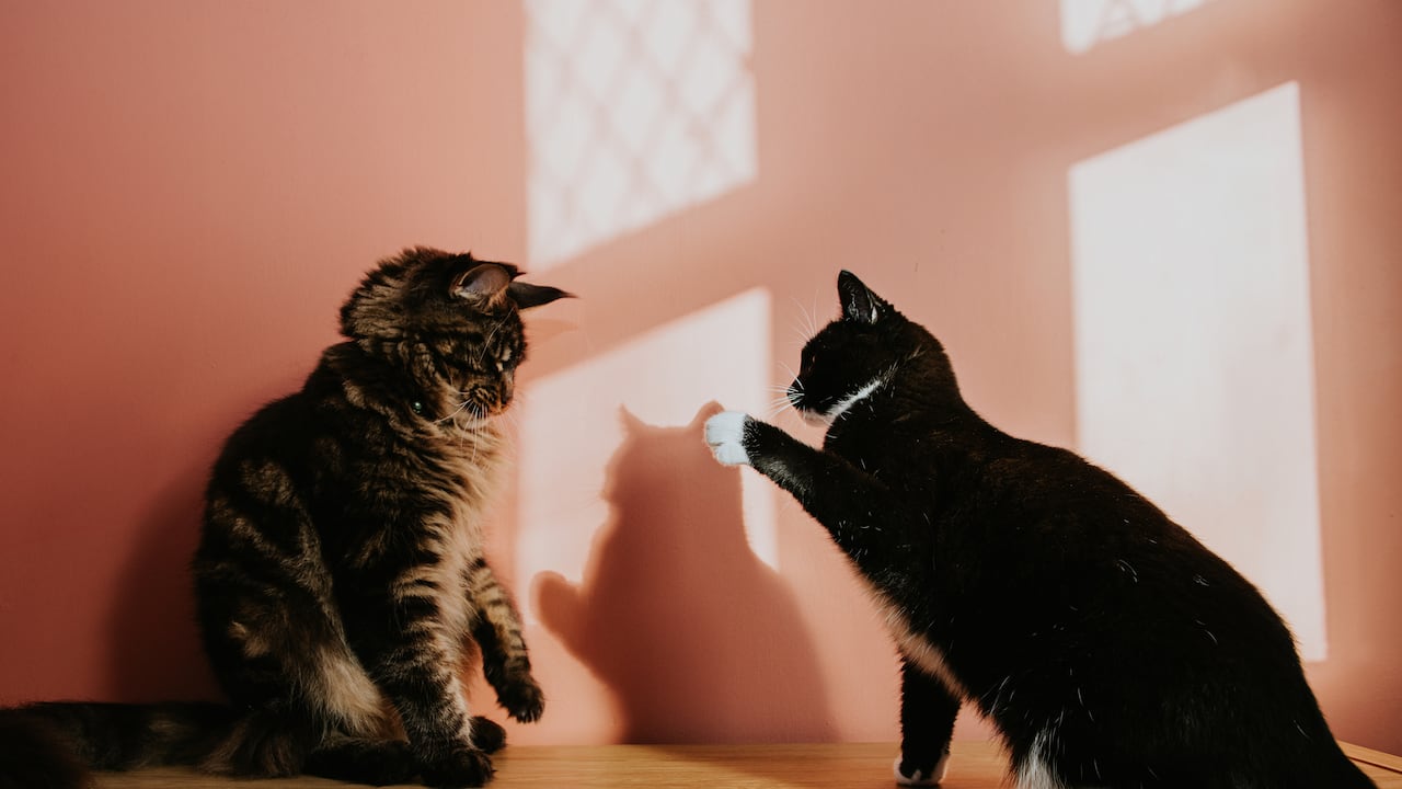 Los gatos pueden mostrar diferentes comportamientos con la llegada de un nuevo felino a la casa.
