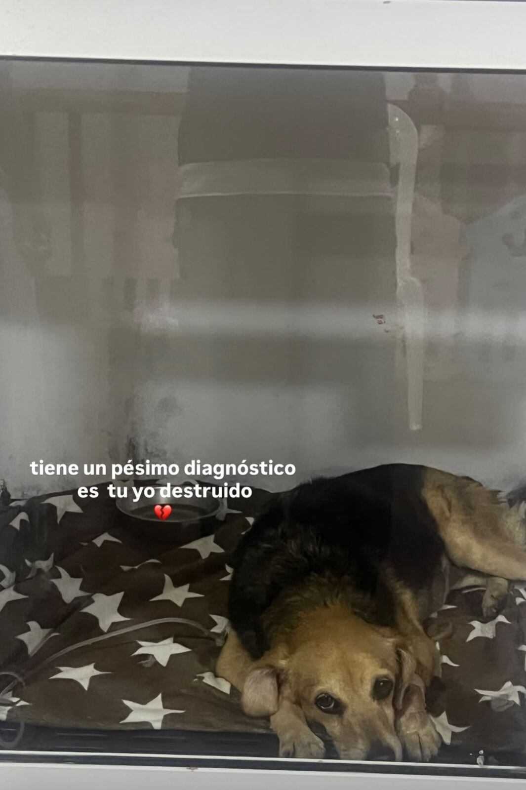 Juan Pablo Jaramillo preocupó por estado de su salud de su mascota.