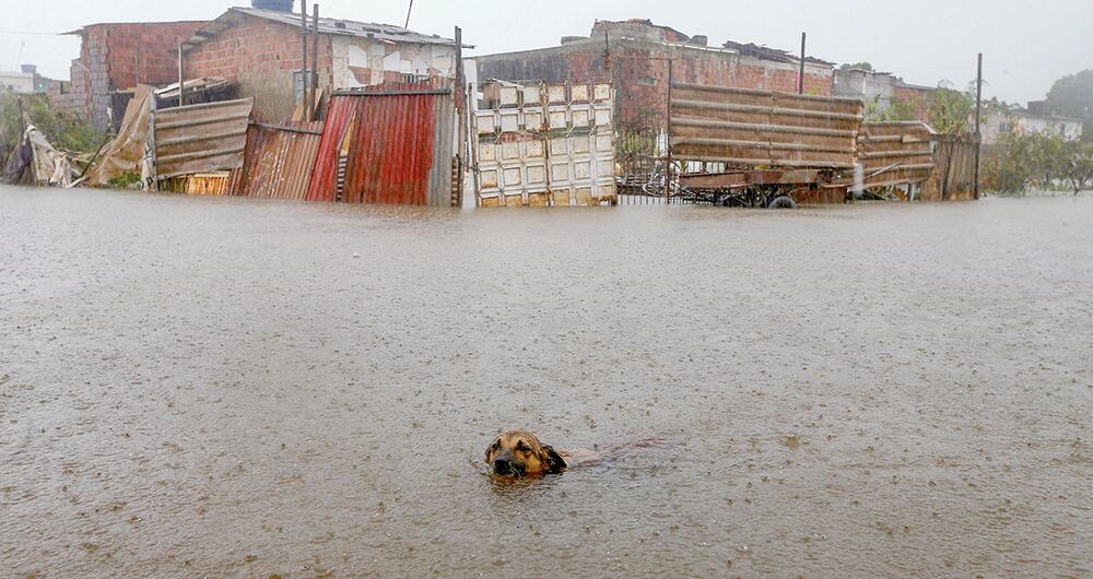 Los animales tratan de sobrevivir a las inclemencias del clima. 
