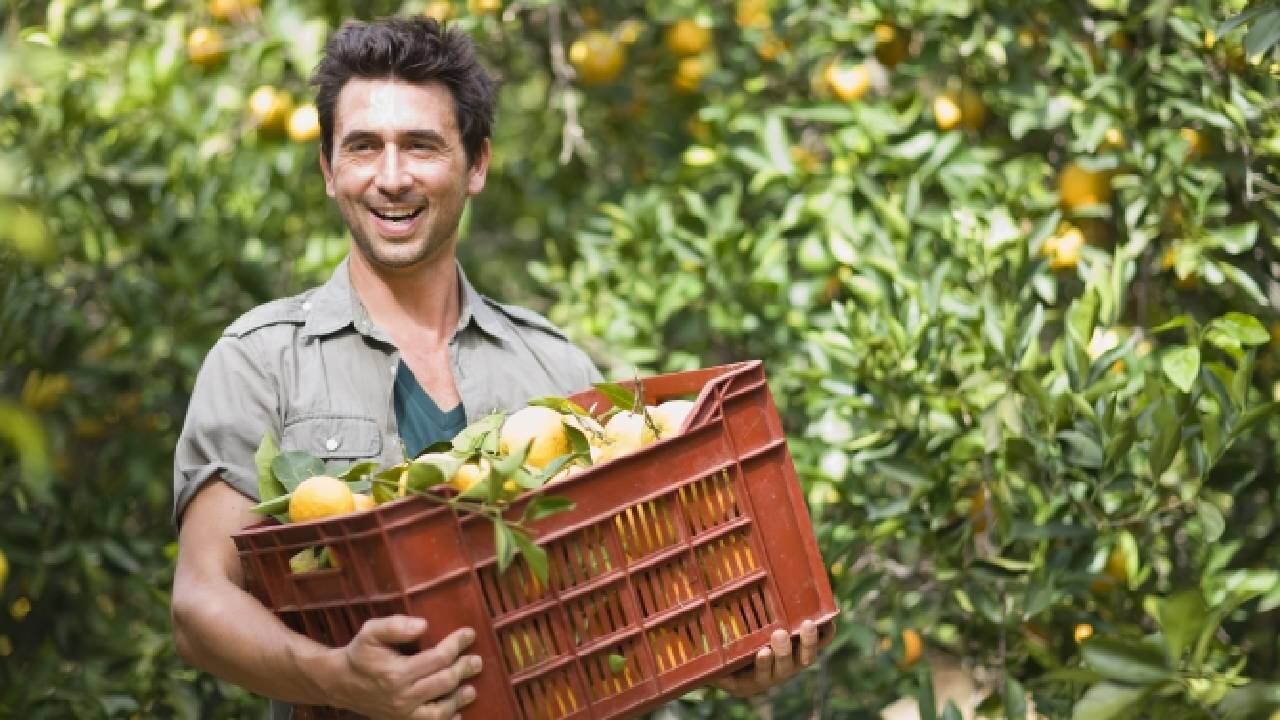 El salario a devengar (como trabajador agrícola en la vacante anunciada) supera los 2.000.000 de pesos colombianos.