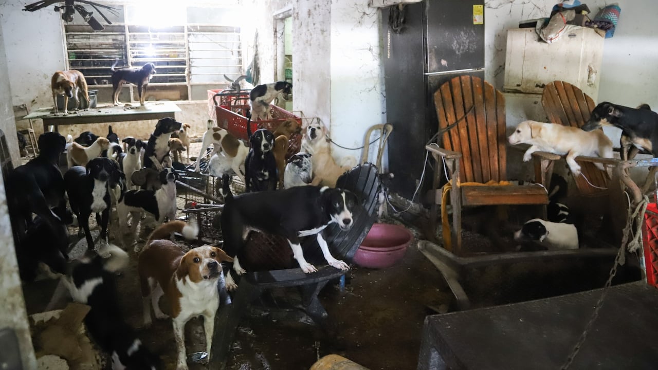 Algunos perros encontrados en la vivienda.