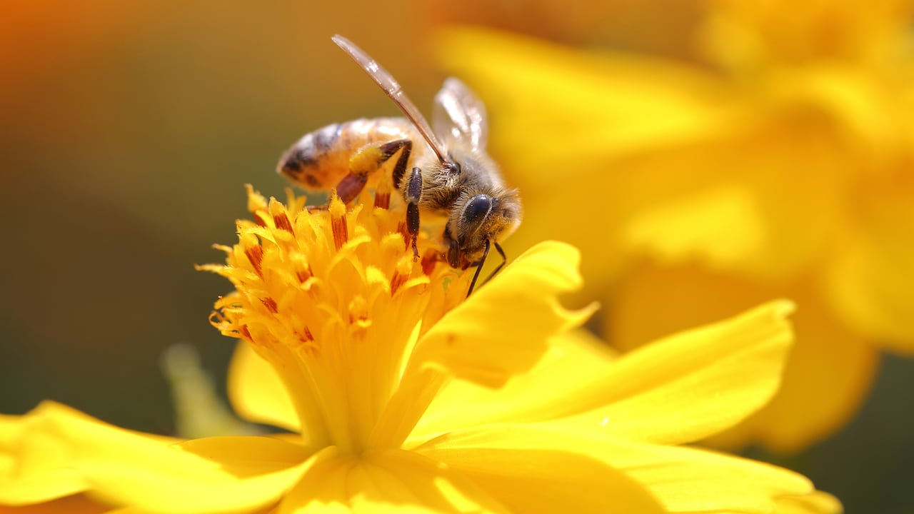 Las abejas son determinantes para el medio ambiente, pero también pueden convertirse en un problema cuando ingresan a las viviendas.