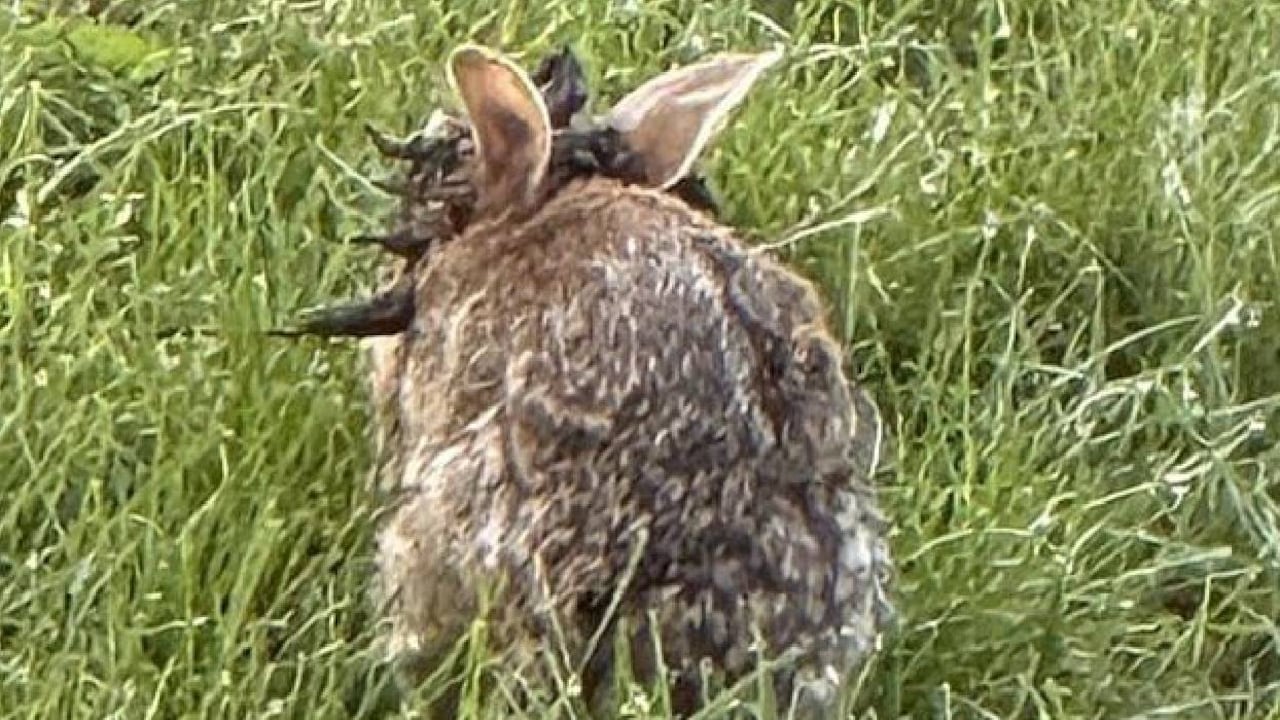Los residentes se han mostrado preocupados por la enfermedad de lo conejos
