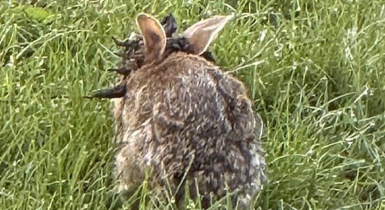 Los residentes se han mostrado preocupados por la enfermedad de lo conejos