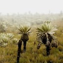 Soacha colinda con el páramo más grande del mundo: el Sumapaz, que suma más de 33.000 hectáreas.