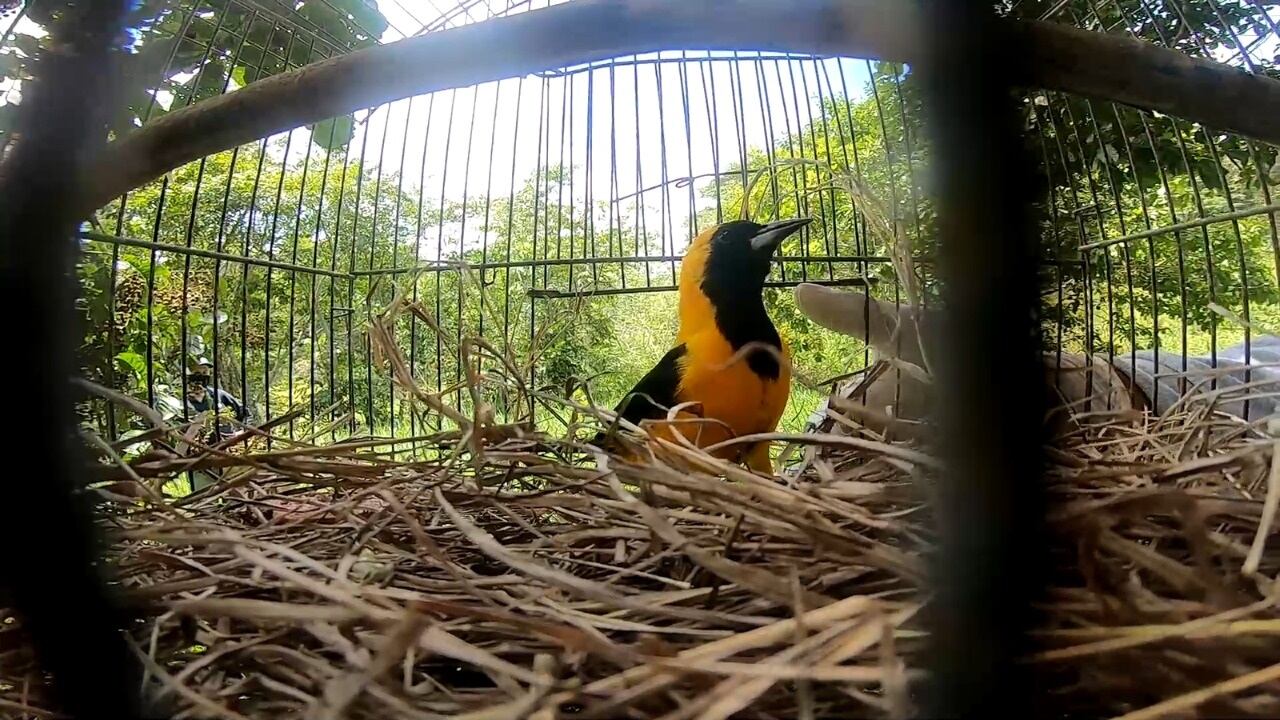 Fauna silvestre liberada en Antioquia. (Turpial montañero)