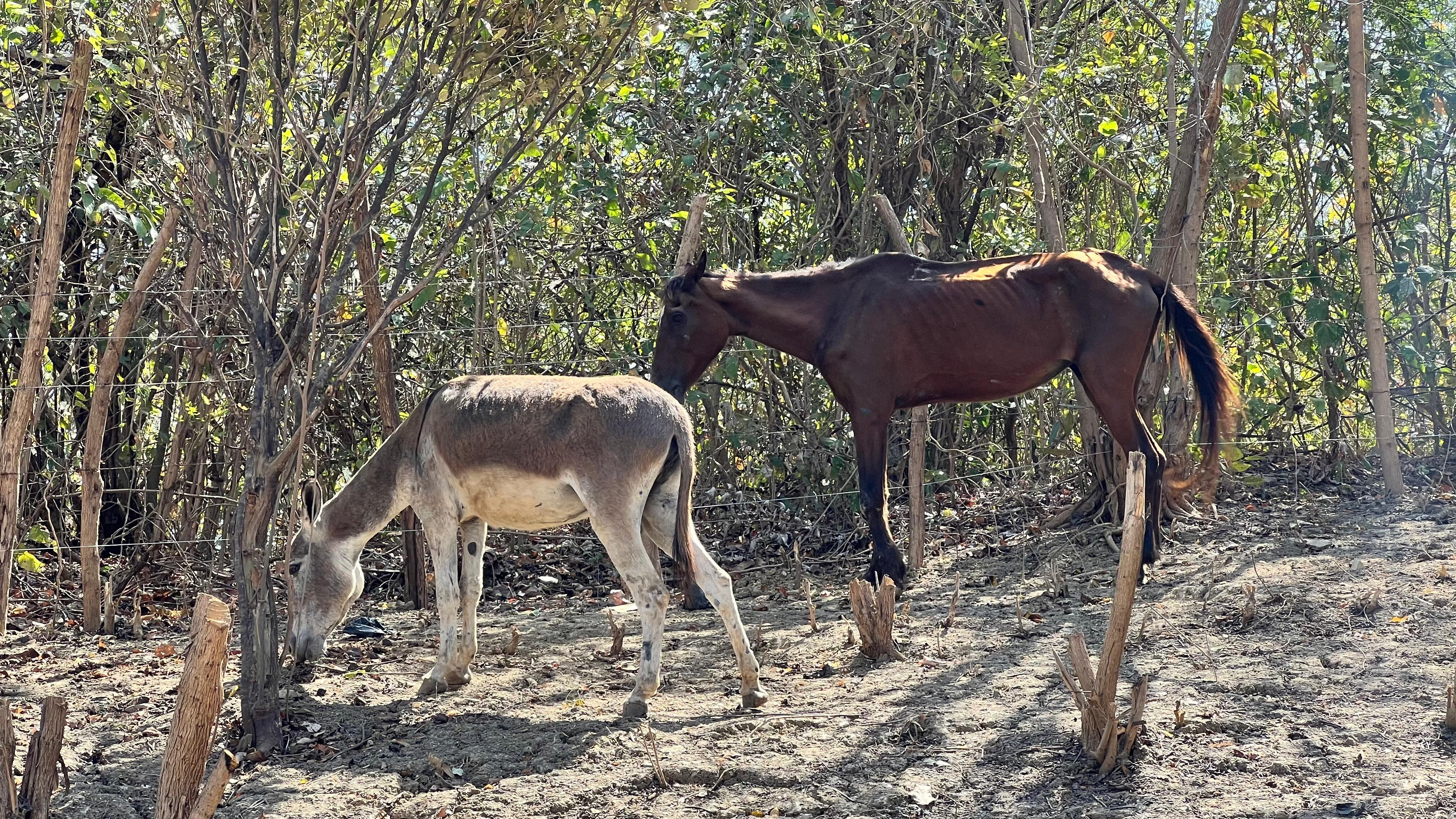 Equinos que serán dados en adopción.