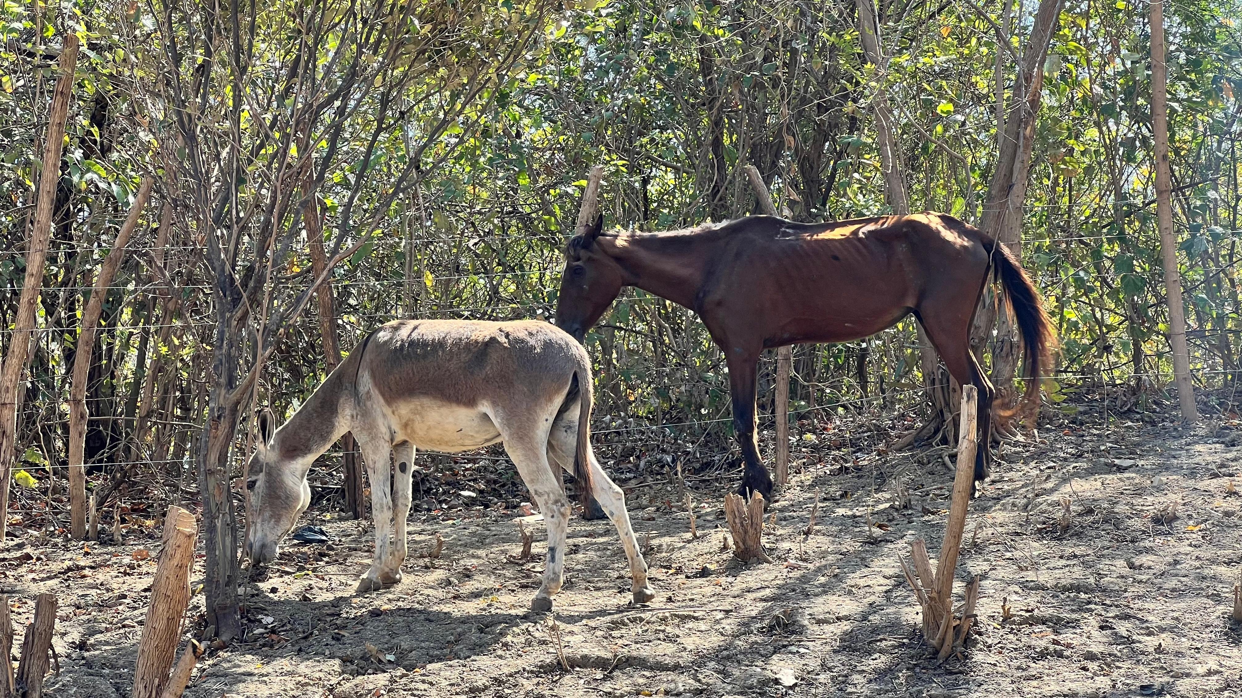Equinos que serán dados en adopción.