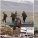 Oso enfurecido estuvo a punto de mutilar a policías y socorristas.