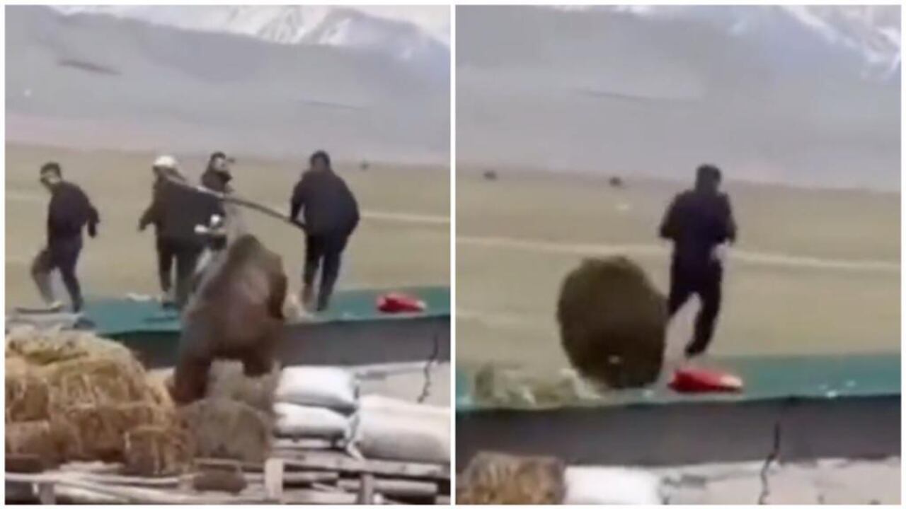 Oso enfurecido estuvo a punto de mutilar a policías y socorristas.